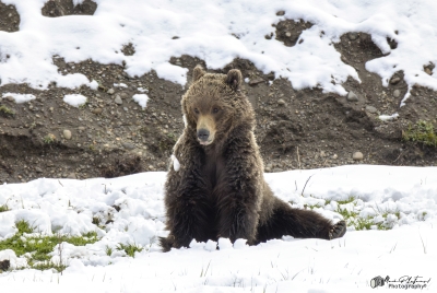 Grizzly Quill G288 YNP May 2025